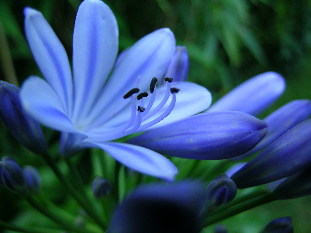 flower blossom bloom free photo