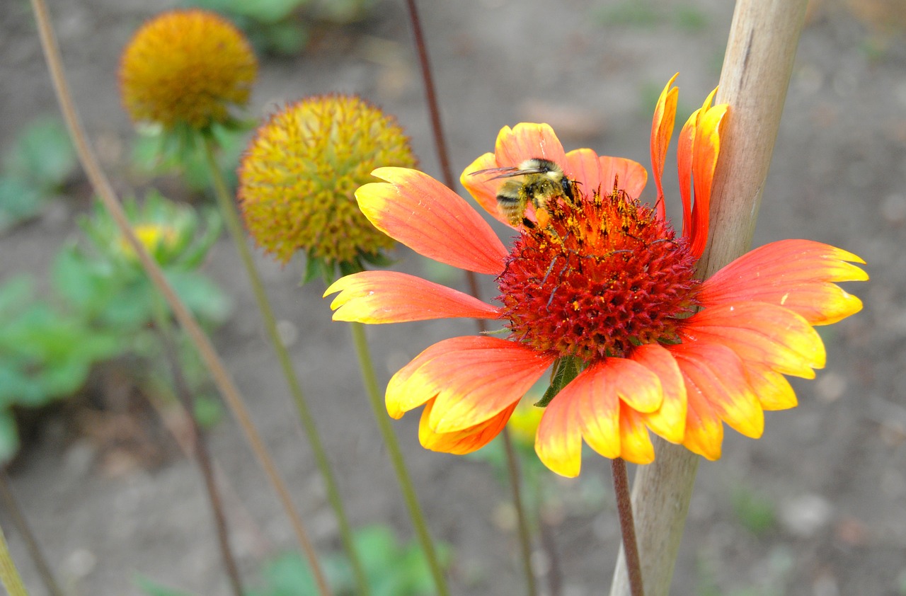 flower bee polinizacion free photo