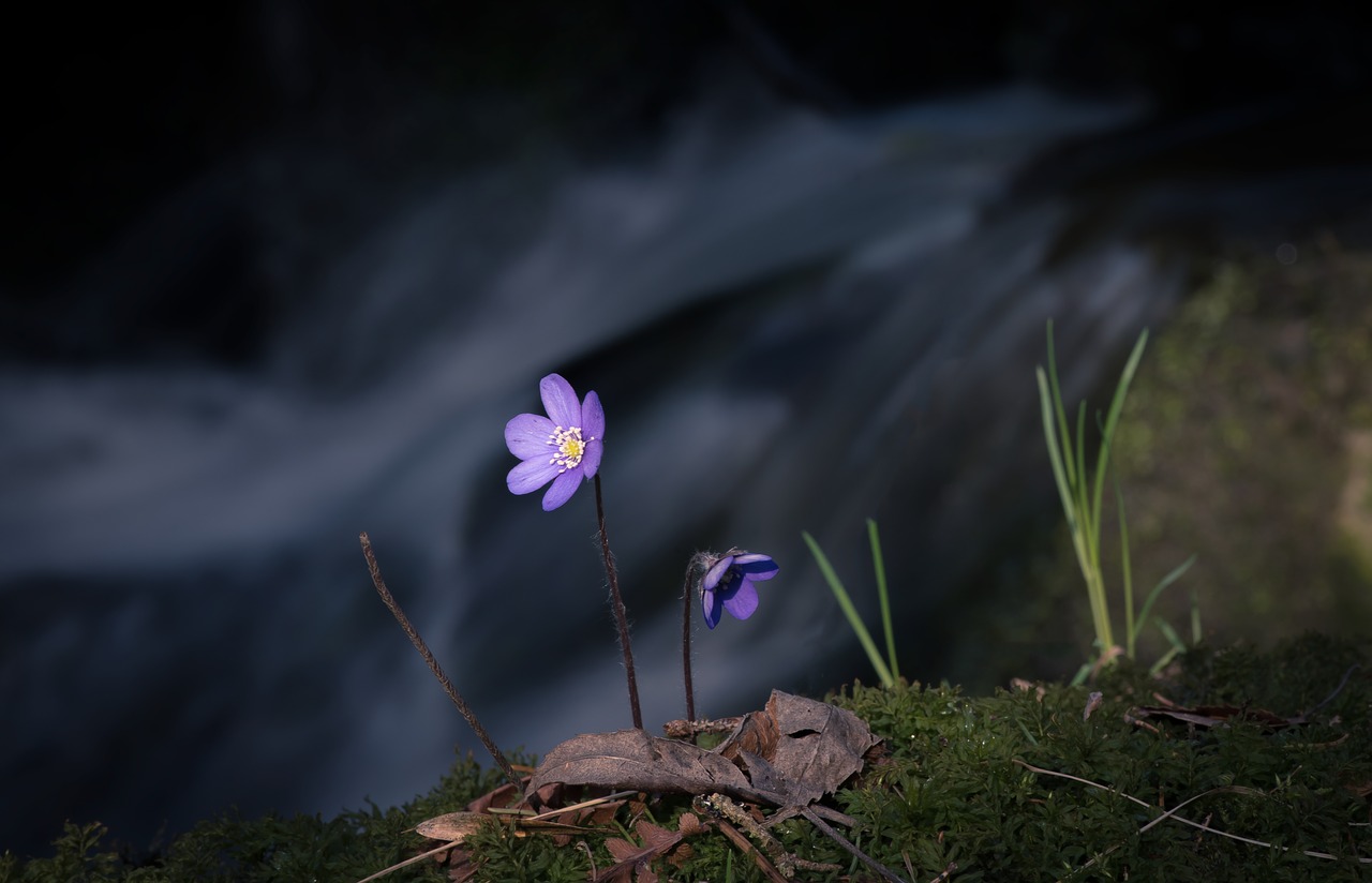 flower river blue free photo