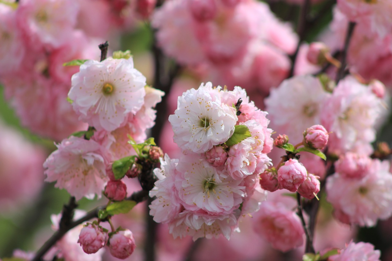 flower tree blossom free photo