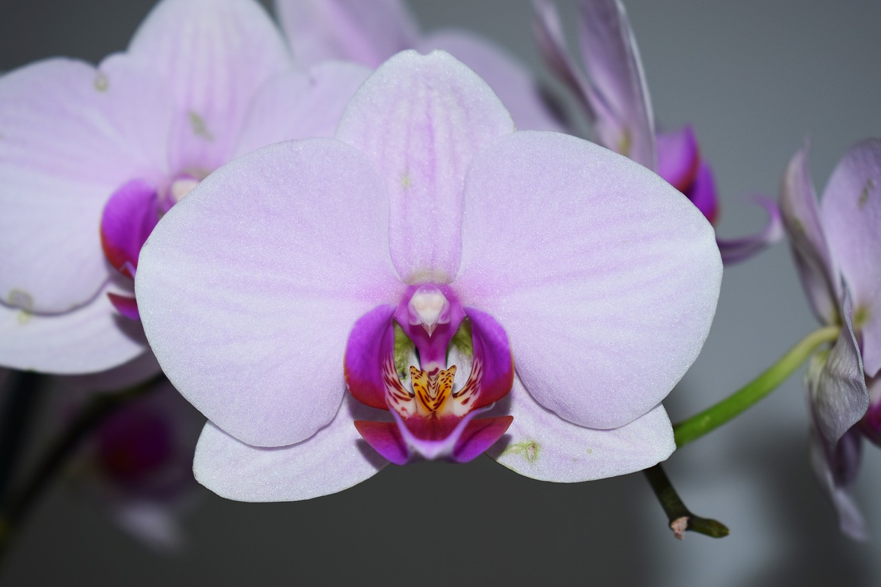 flower orchid flowers free photo