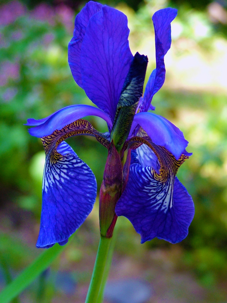 flower plant blue free photo