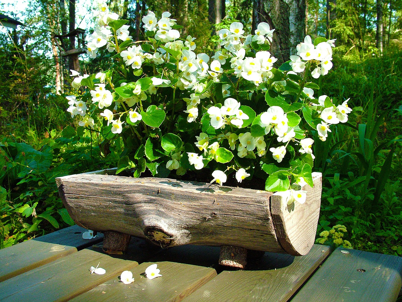 flower white plant free photo