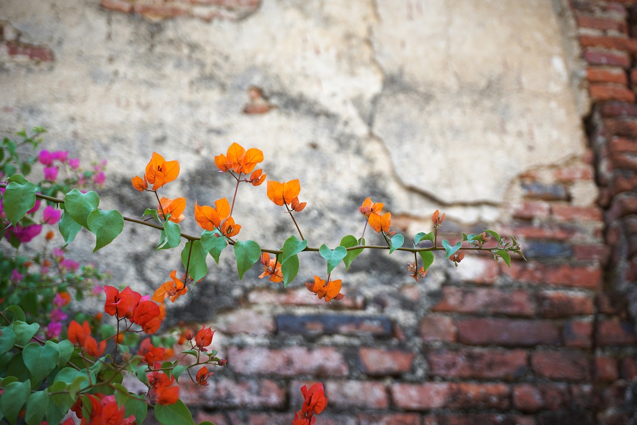 flower wall brick free photo