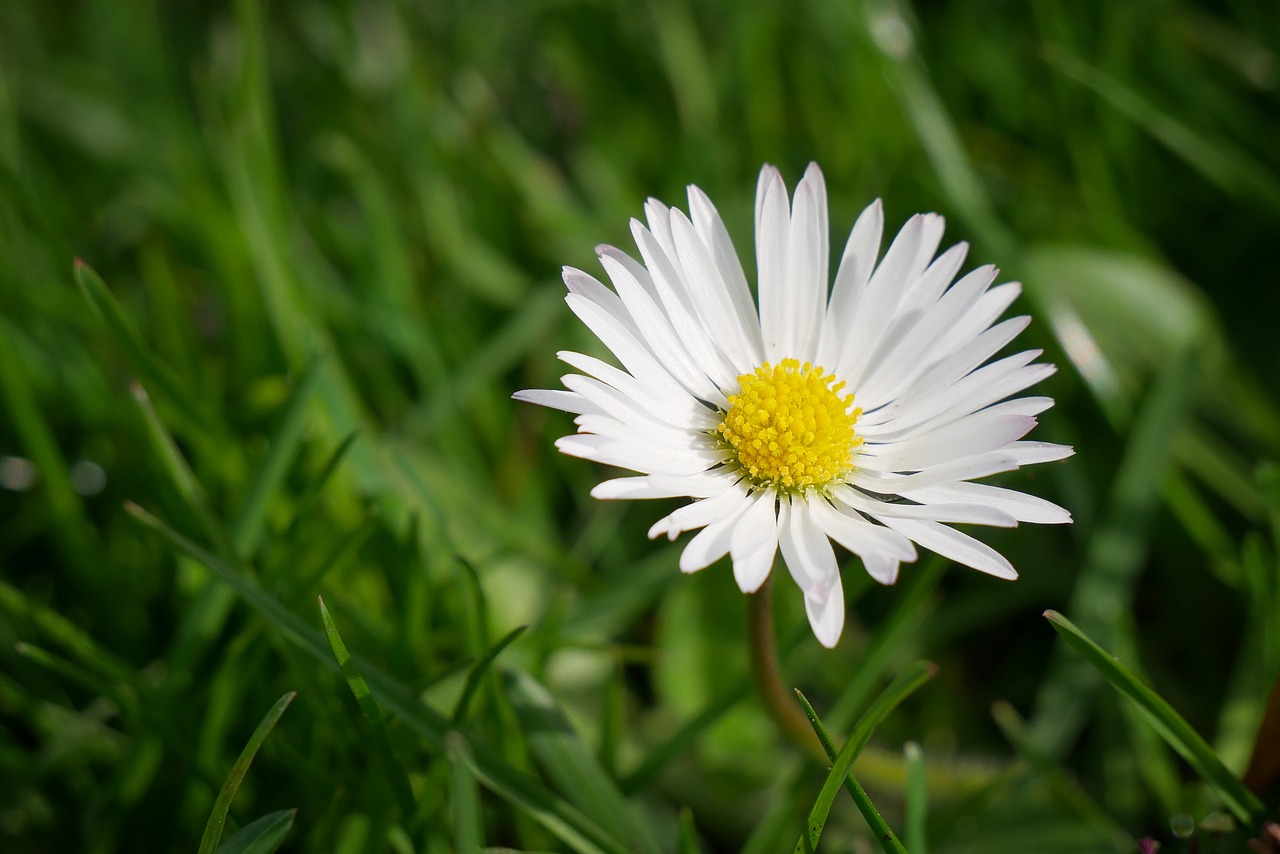 flower daisy flowers free photo