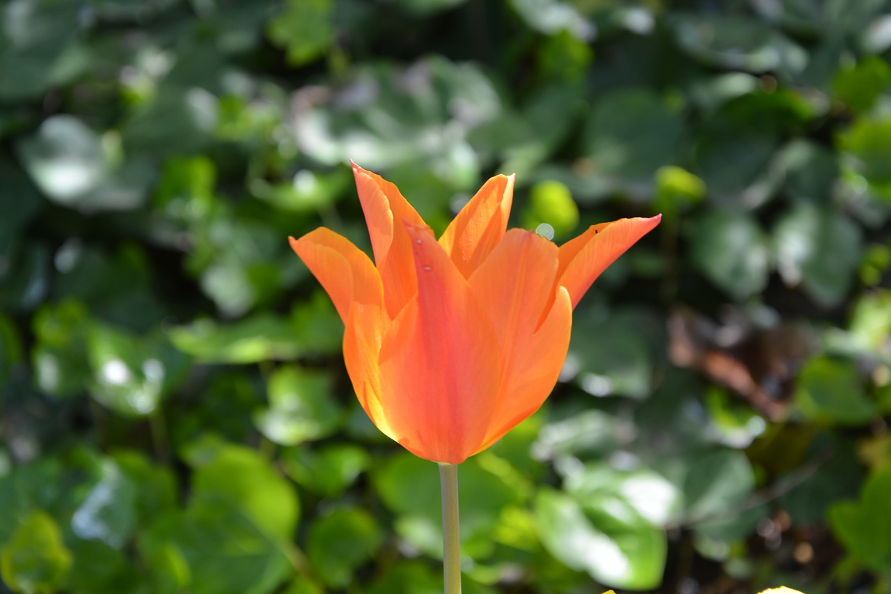 flower tulip orange free photo