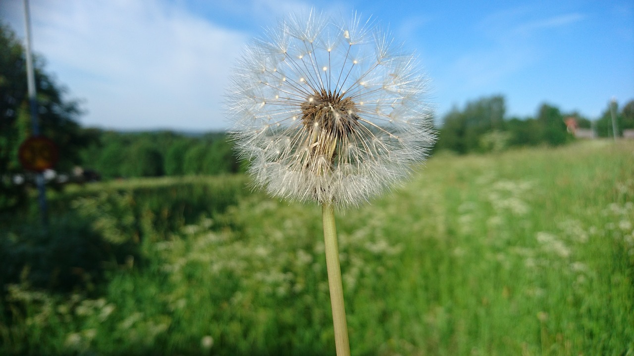 flower summer dandelion free photo