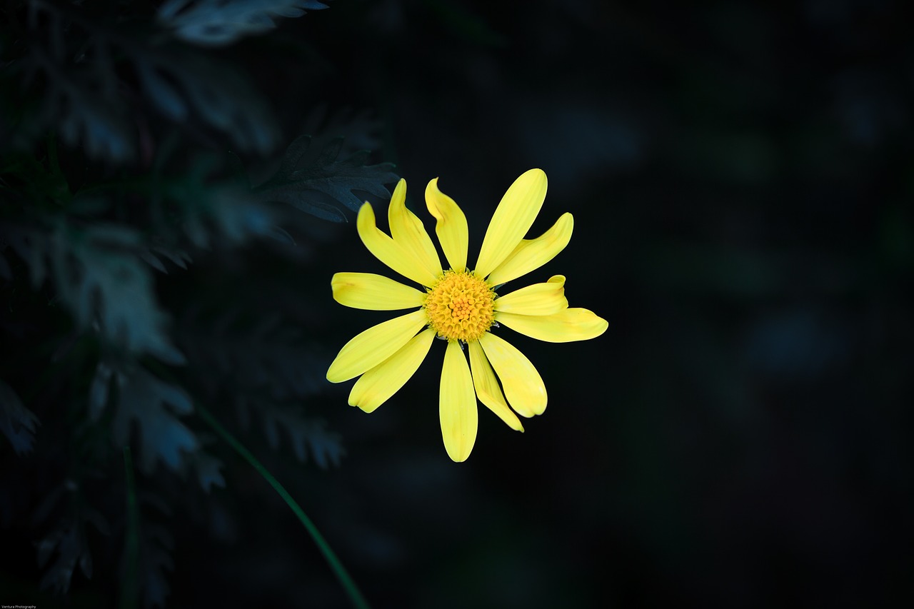 flower yellow flower ye free photo