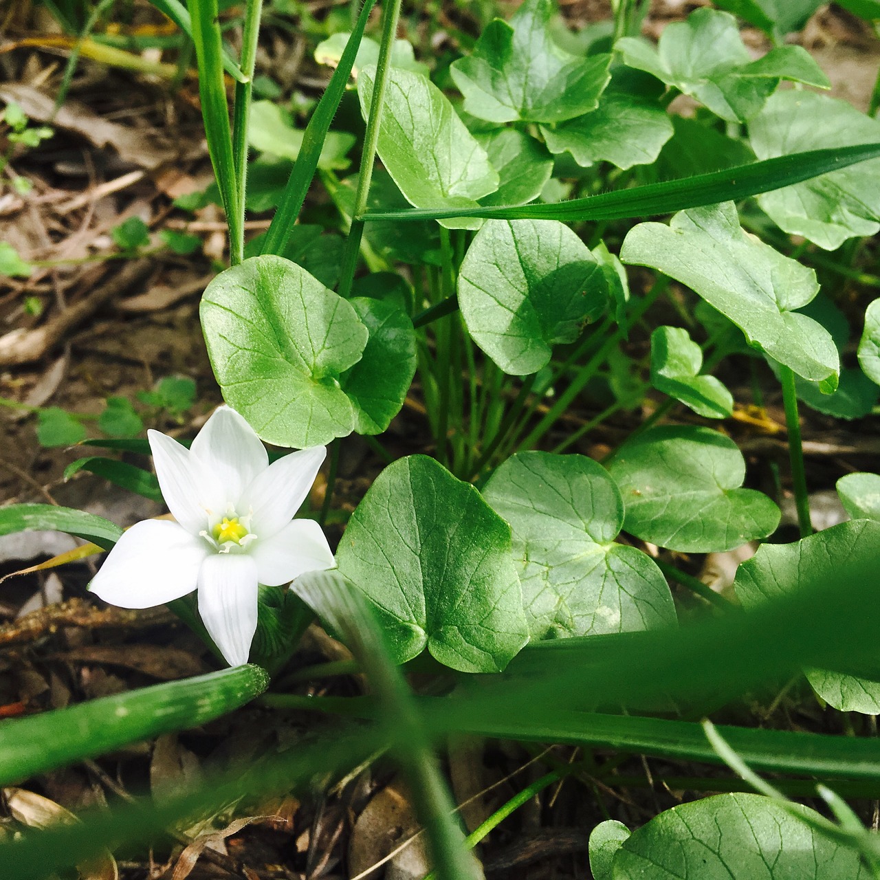 flower white green free photo