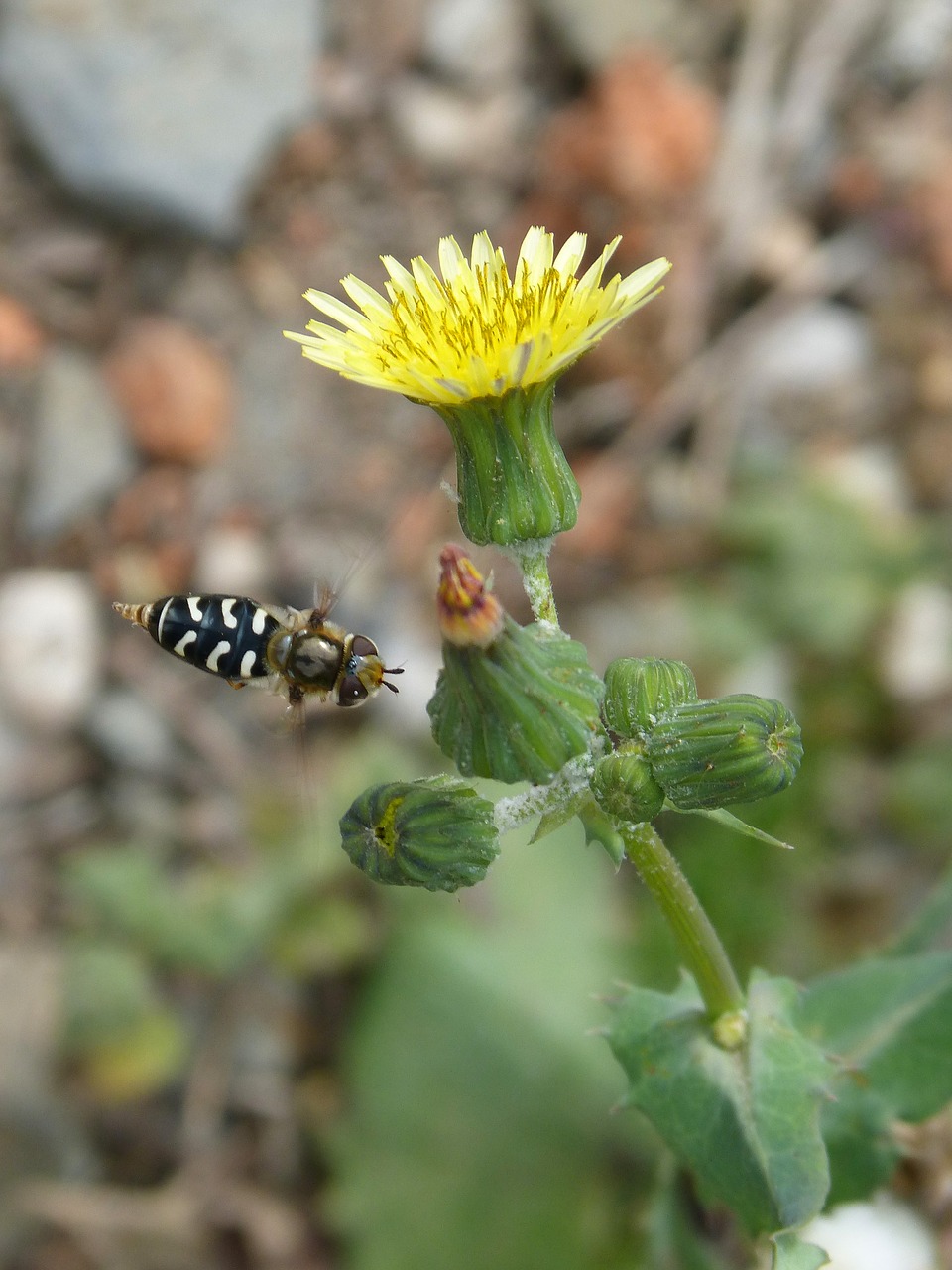 flower hoverfly fly free photo