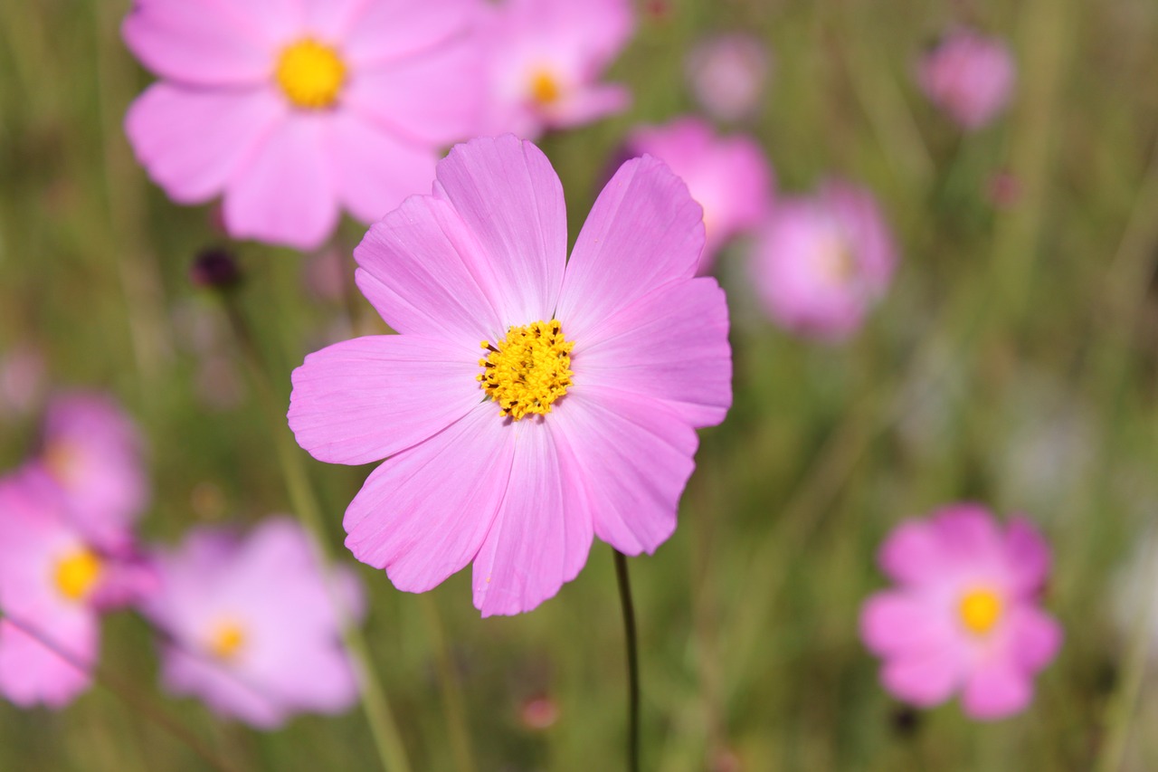 flower nature rosa free photo