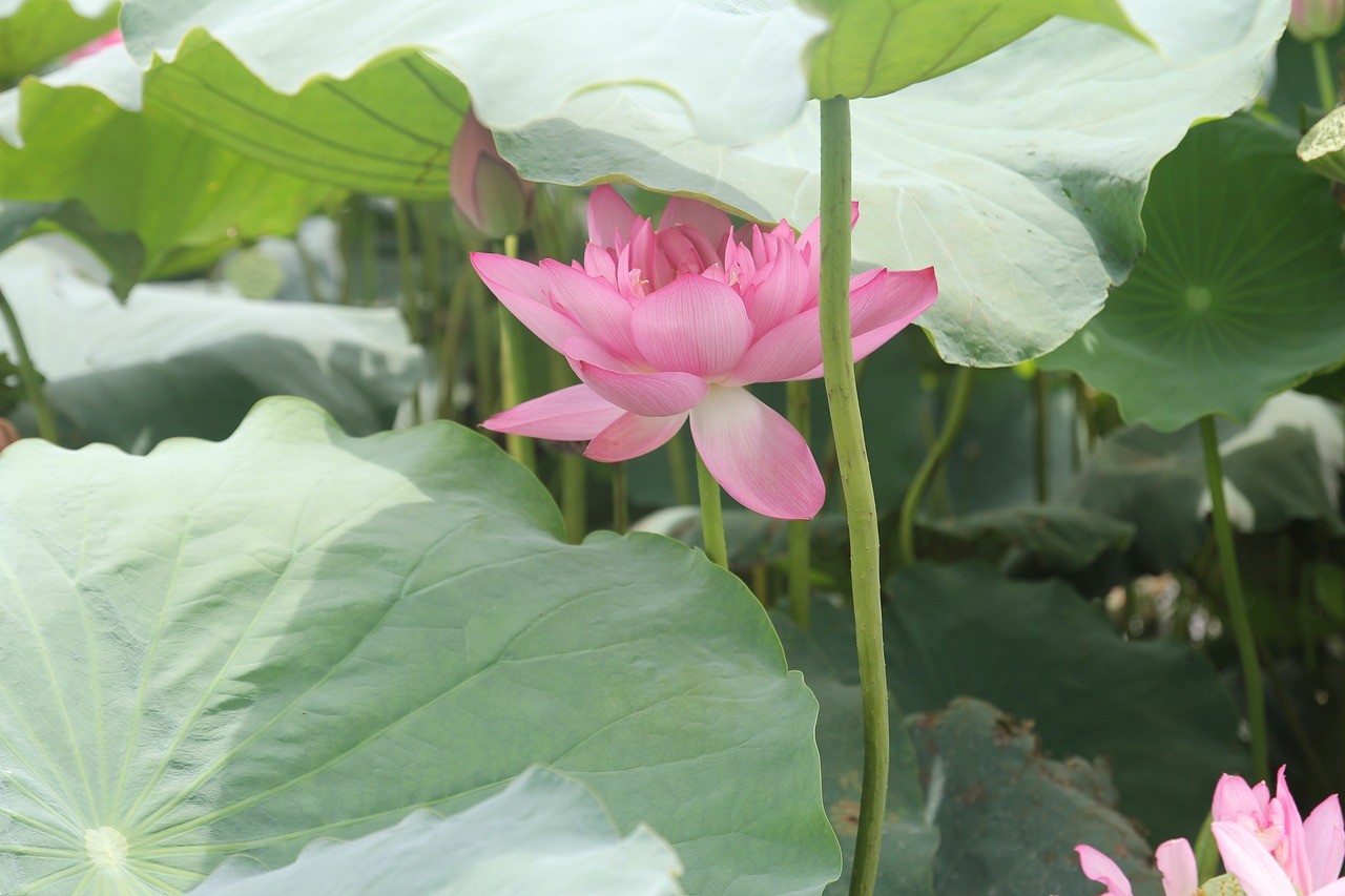 flower lotus dress free photo