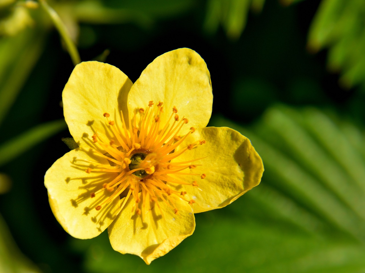 flower public record nature free photo