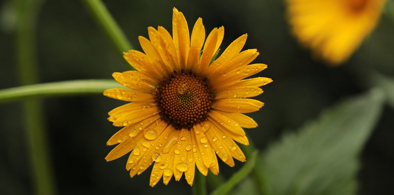 flower daisies blossom free photo