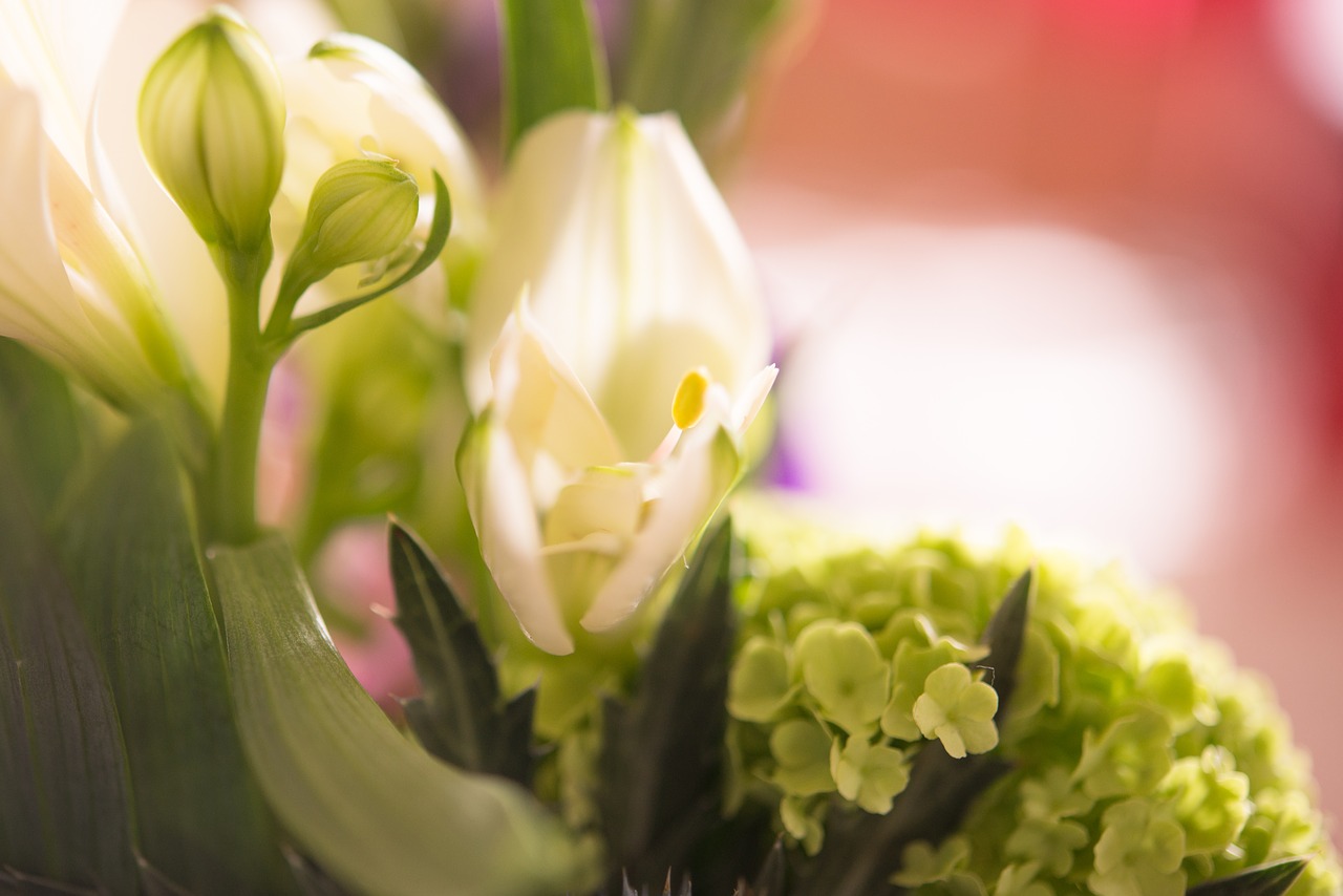 flower white blossom free photo