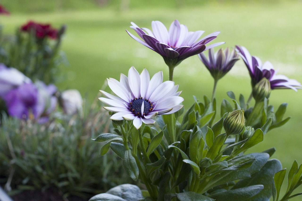 flower purple garden free photo