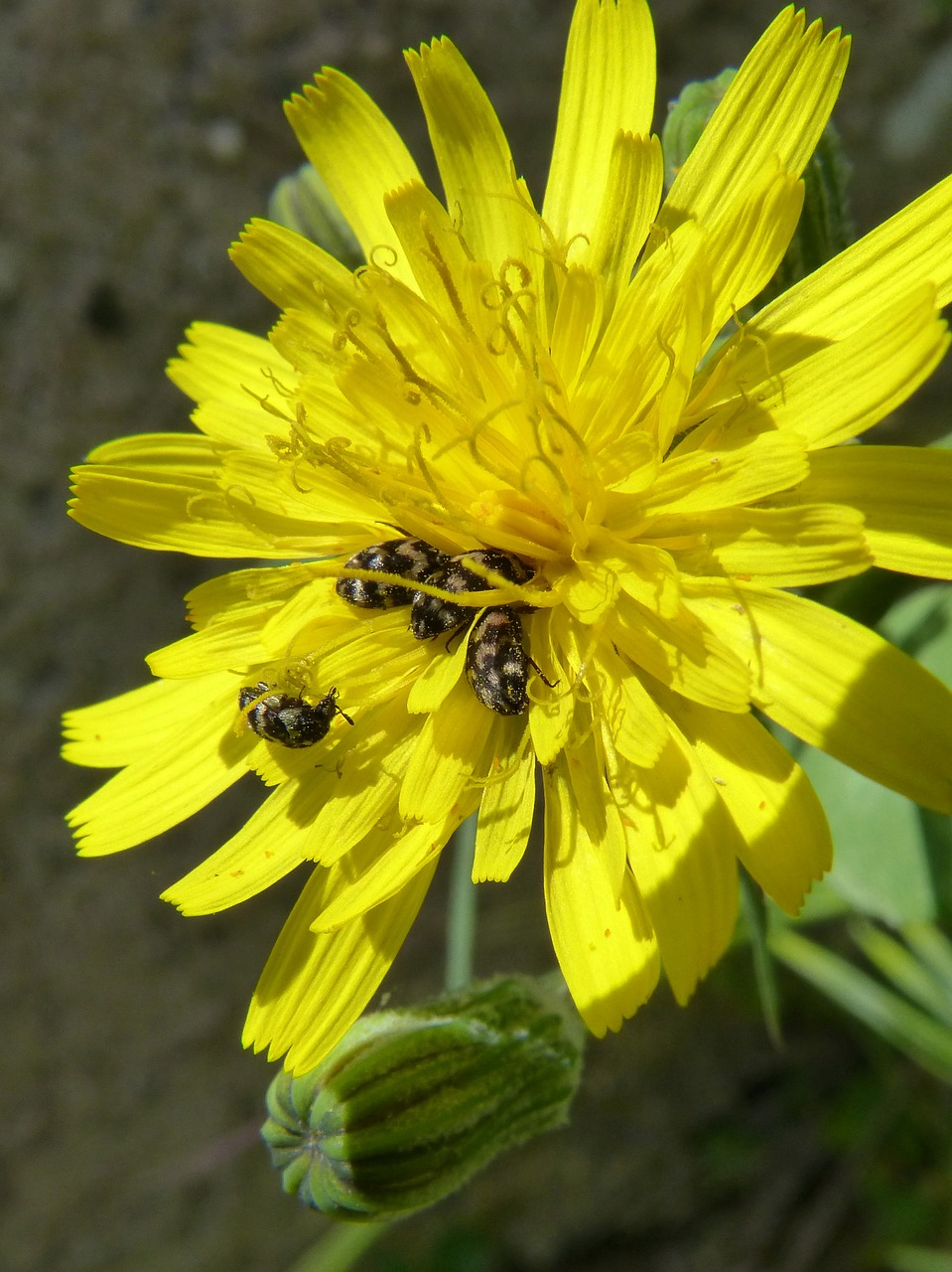 flower dandelion beetles zig zag free photo