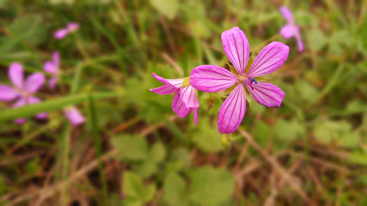 flower blue purple free photo