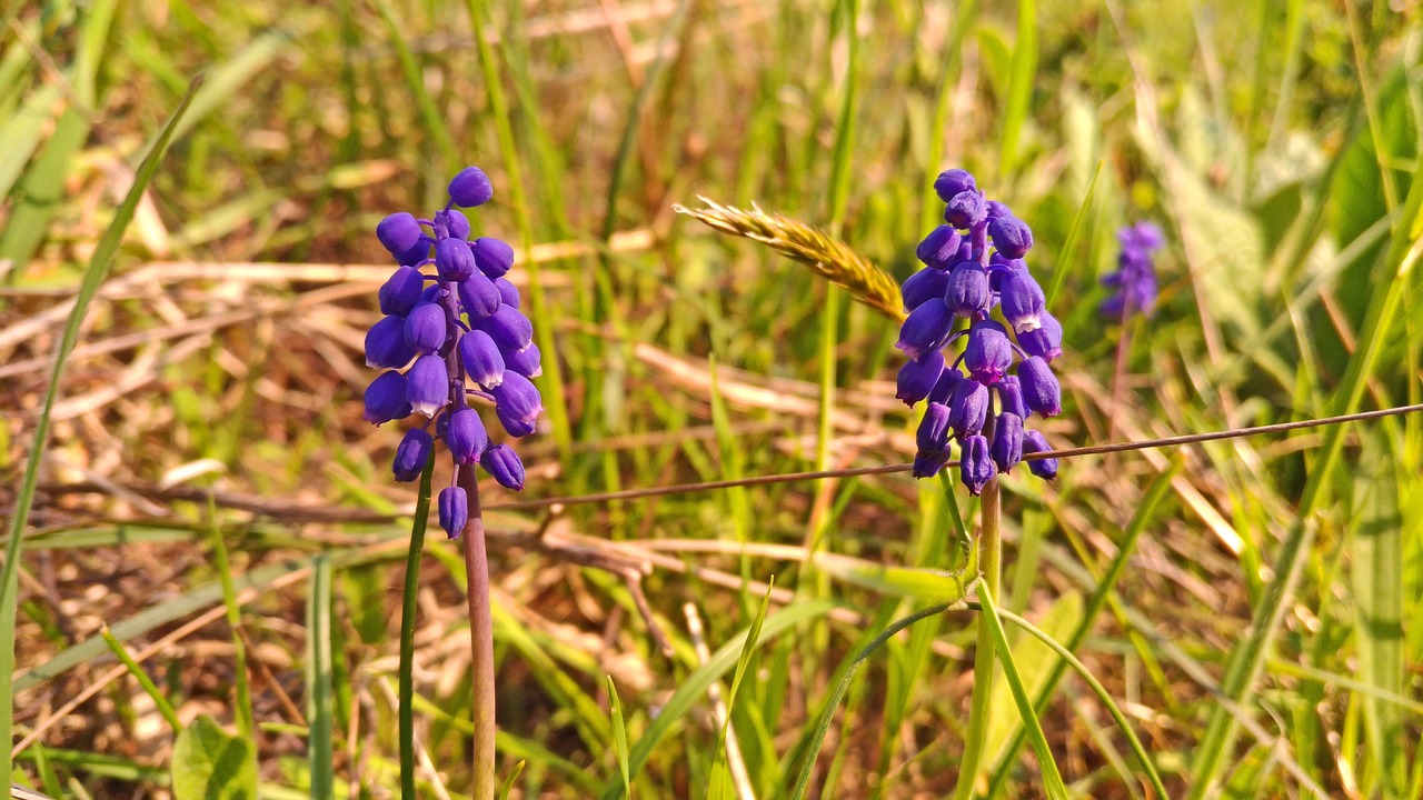 flower berry purple free photo