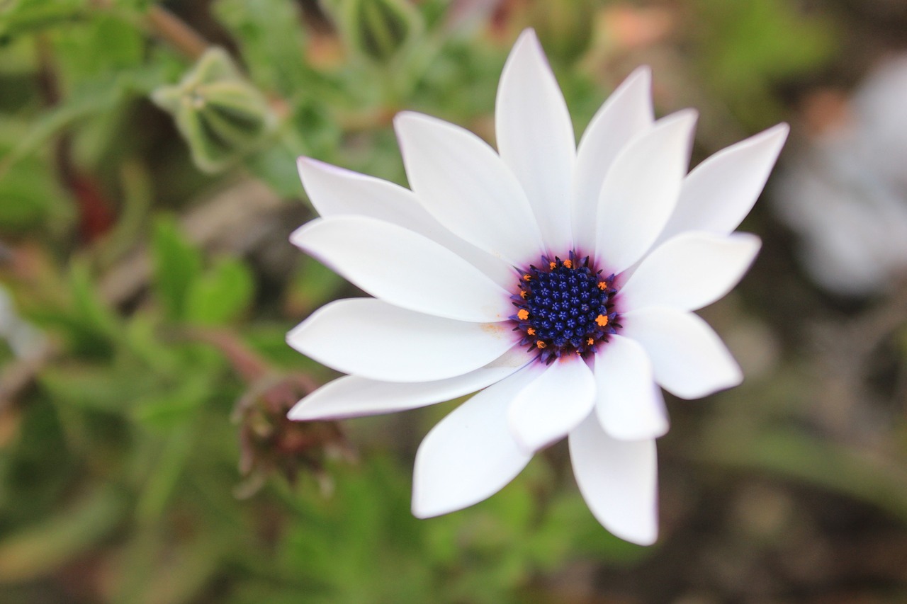 flower colombia nature free photo