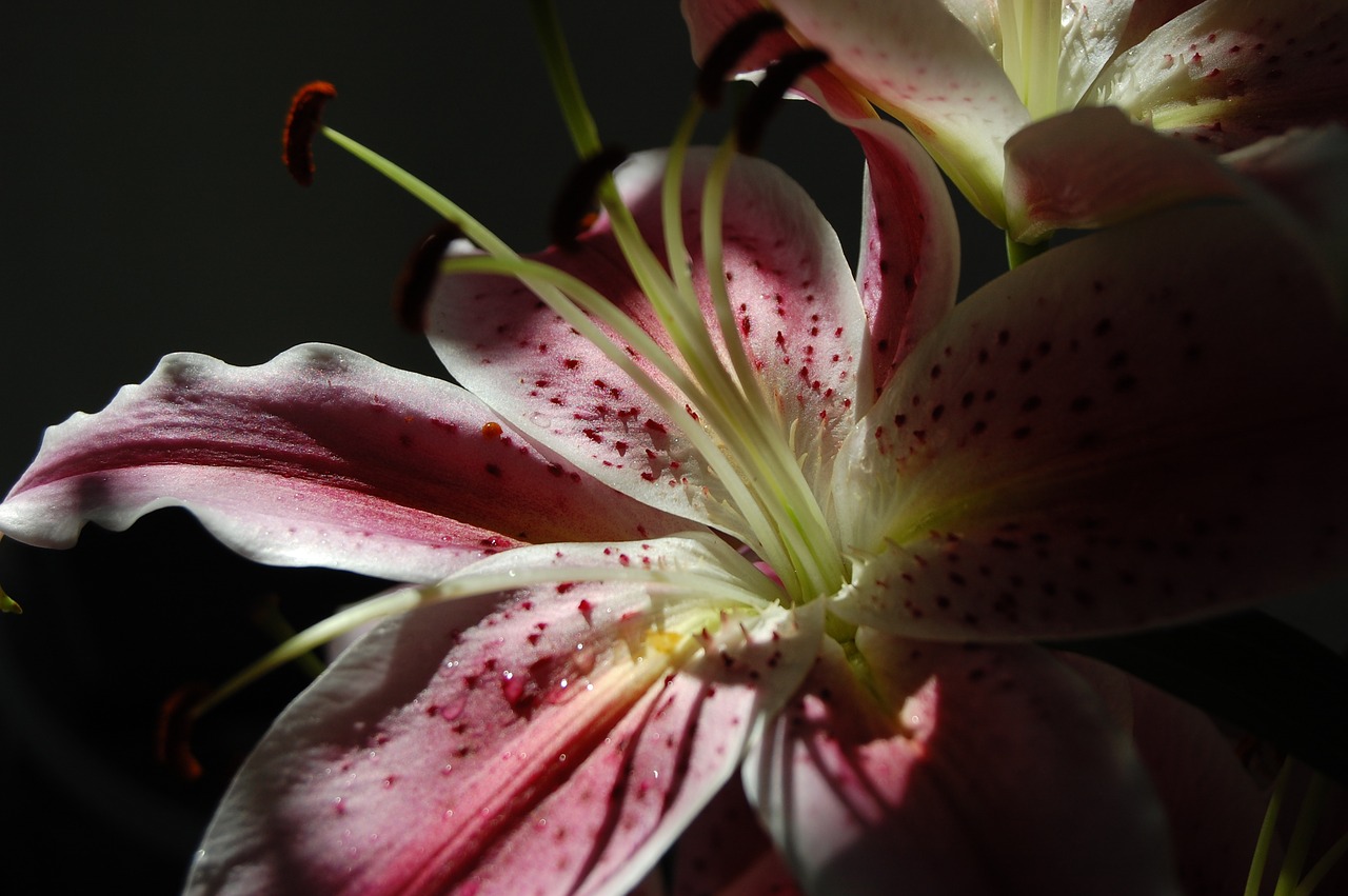 flower sunlight shadow play free photo