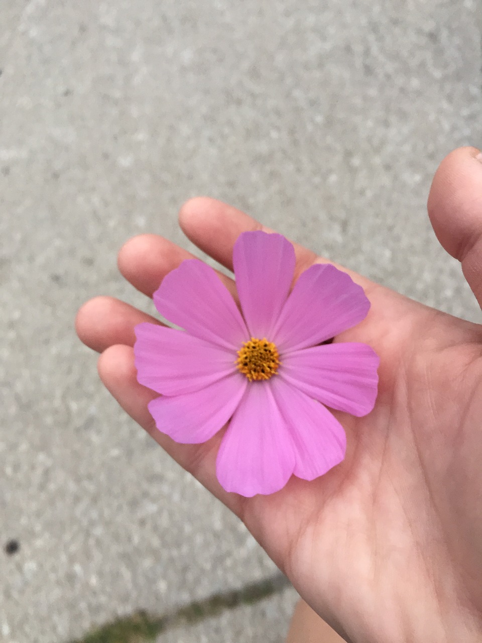 flower hand spring free photo