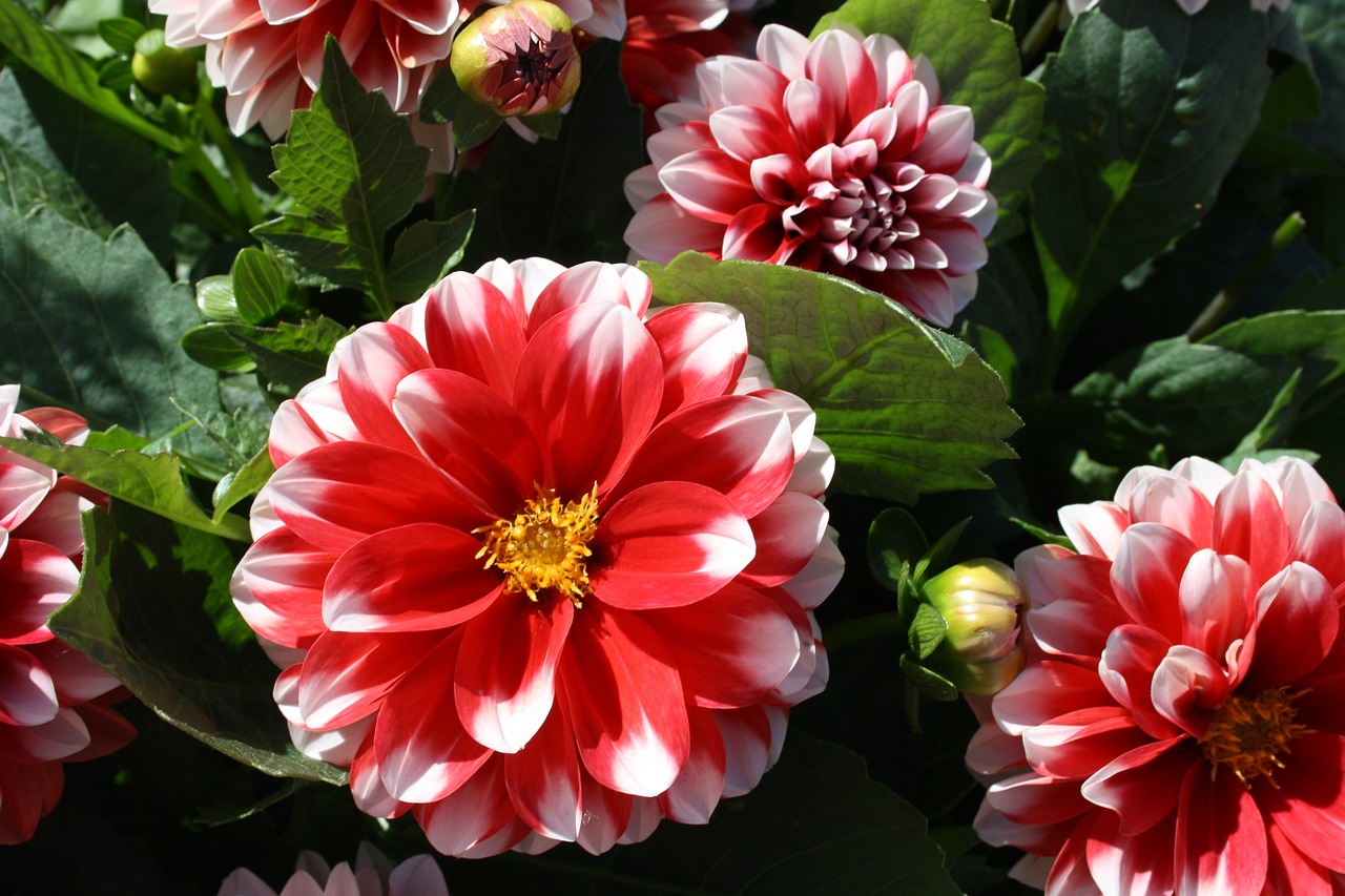 flower garden dahlia free photo