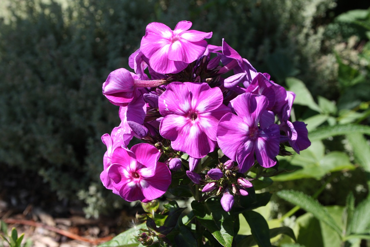 flower garden violet free photo