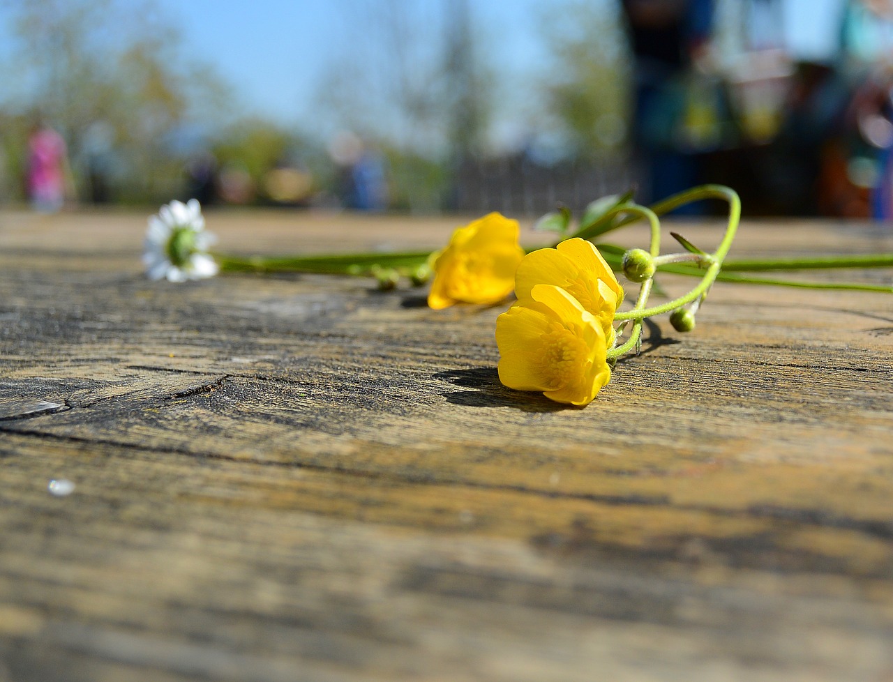 flower yellow nature free photo