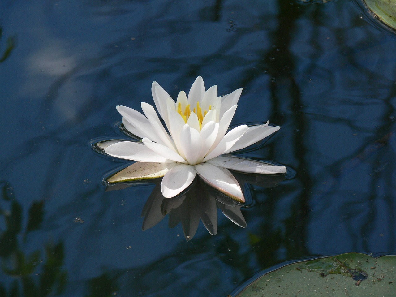 flower pond botany free photo