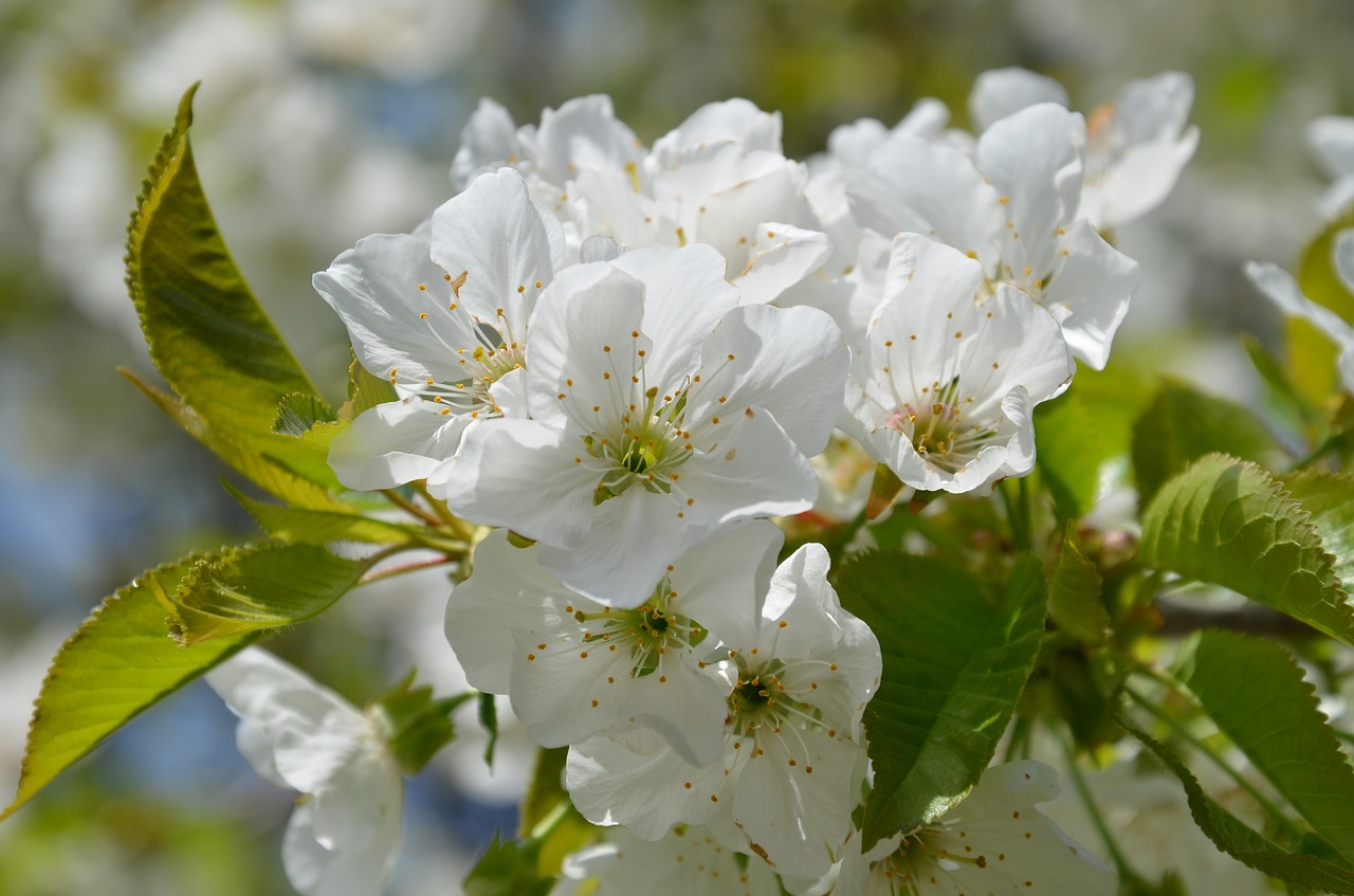 flower spring natural free photo