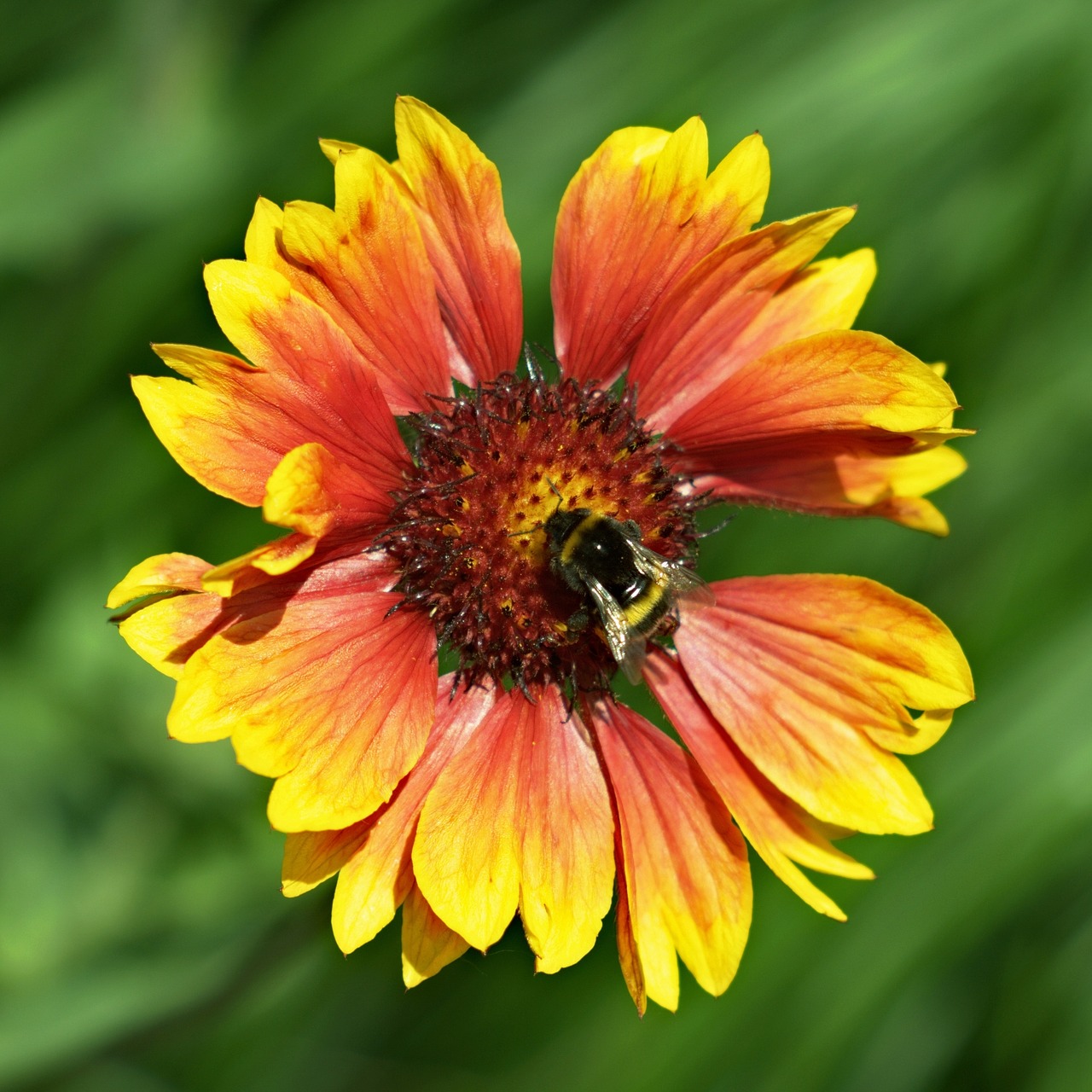 flower insect macro free photo