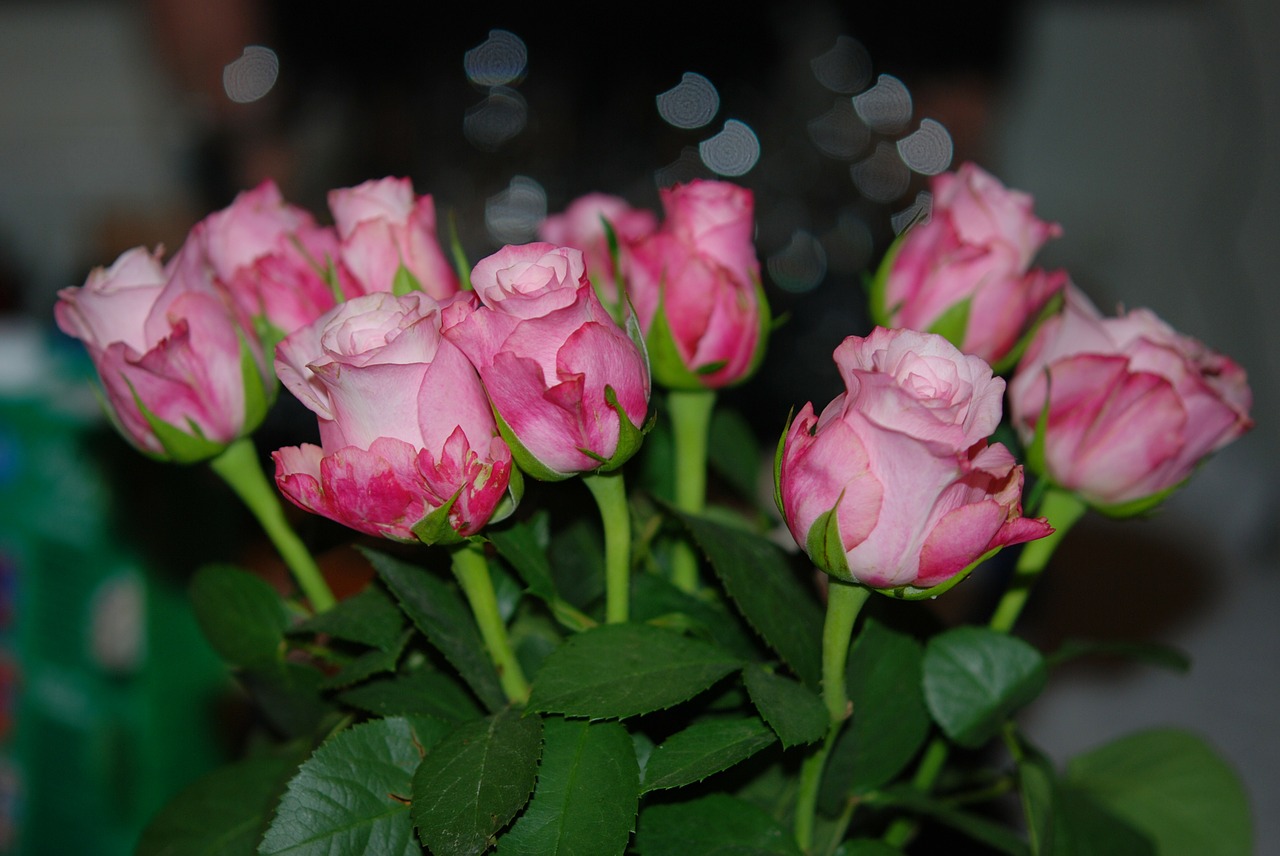 flower pink rose free photo