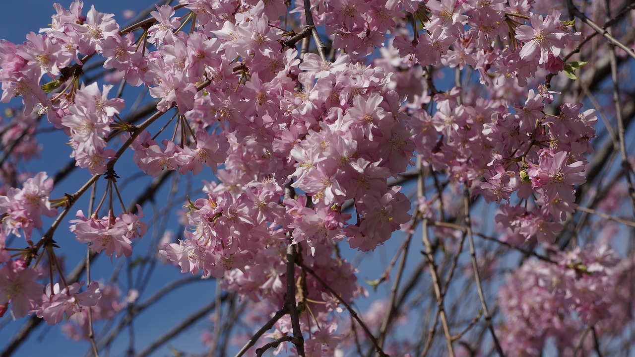 flower dance nature free photo