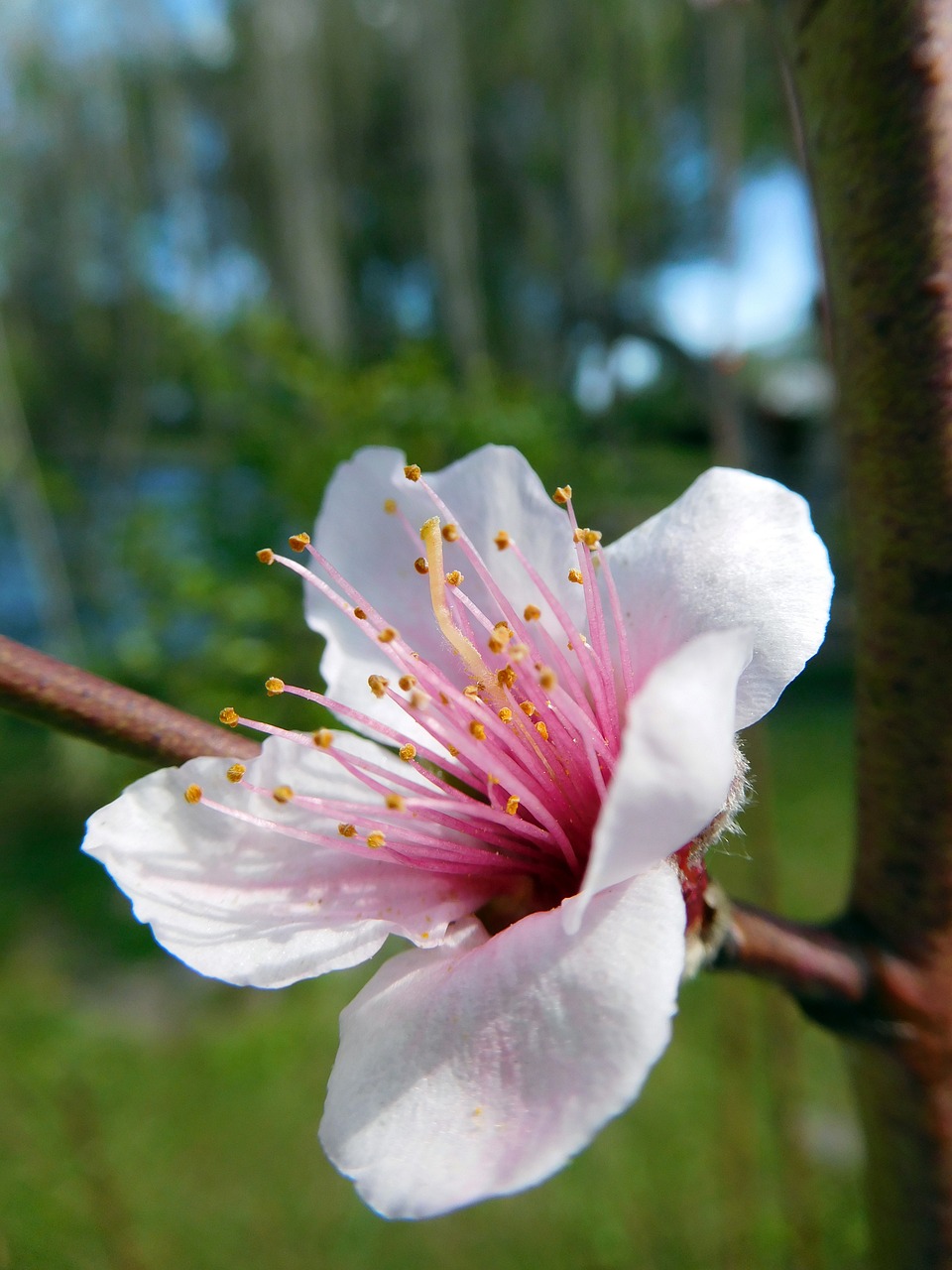 flower pink spring free photo