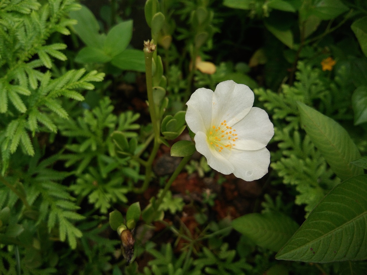 flower nature white free photo