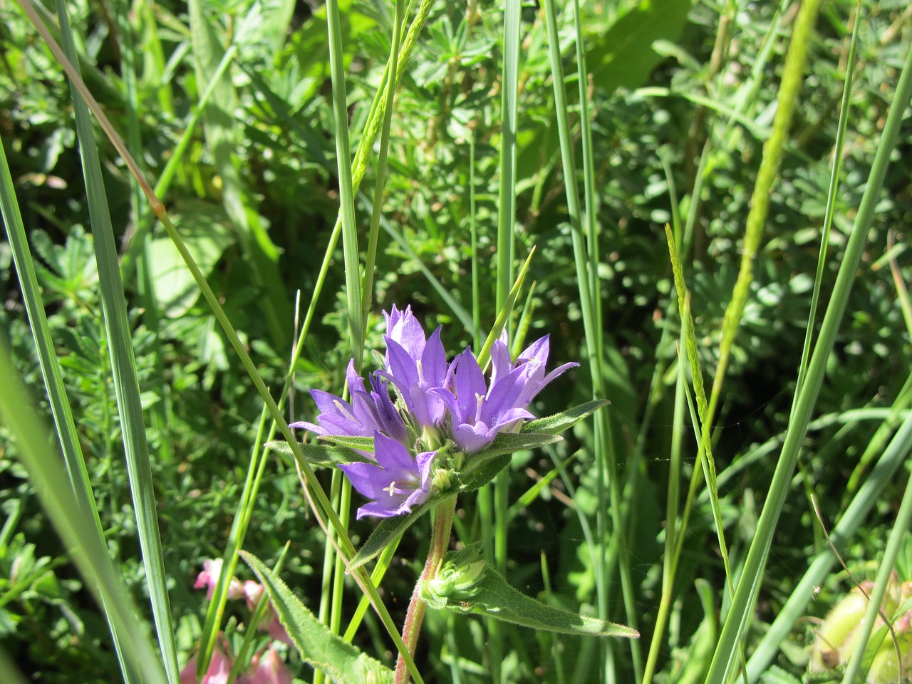 flower purple flower purple free photo