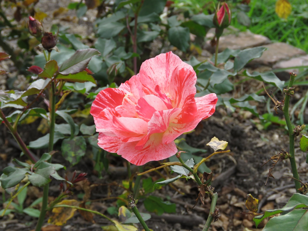 flower plant garden free photo