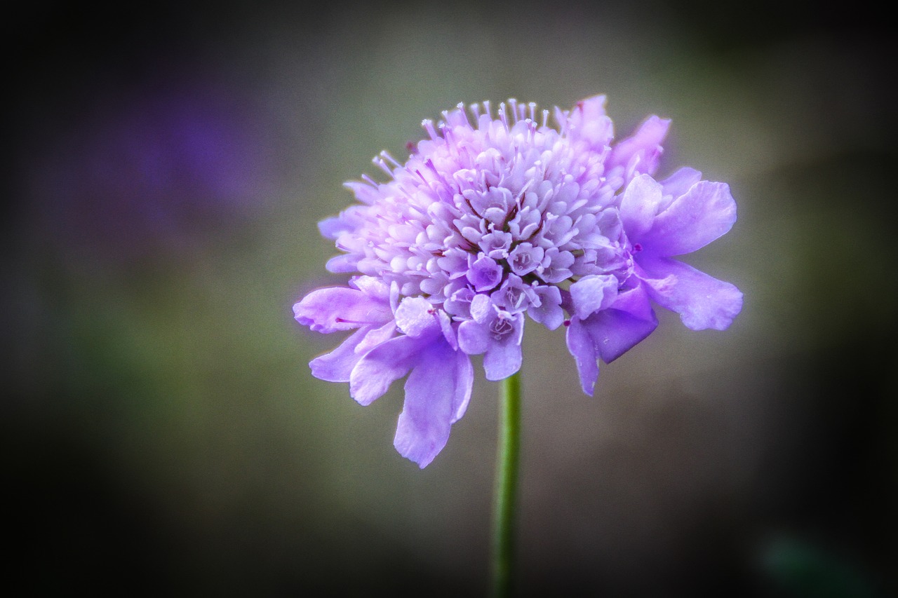 flower nature violet free photo