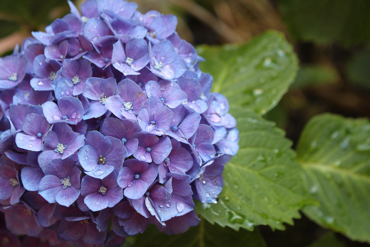 flower hydrangeas summer free photo