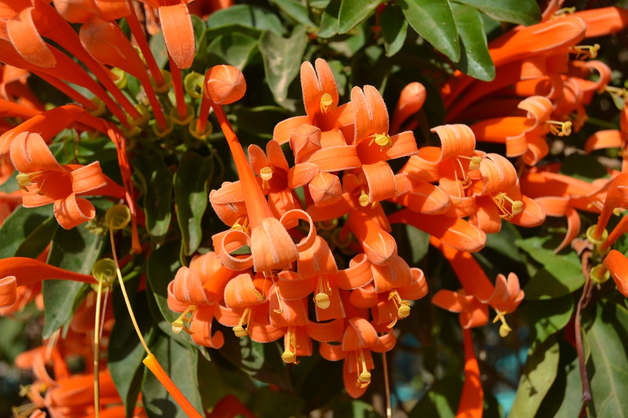 flower orange cuba free photo