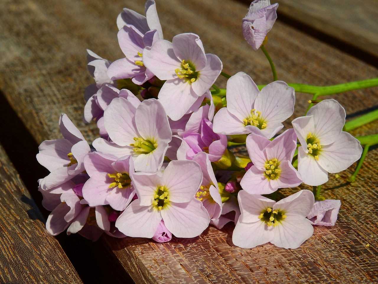 flower blossom bloom free photo