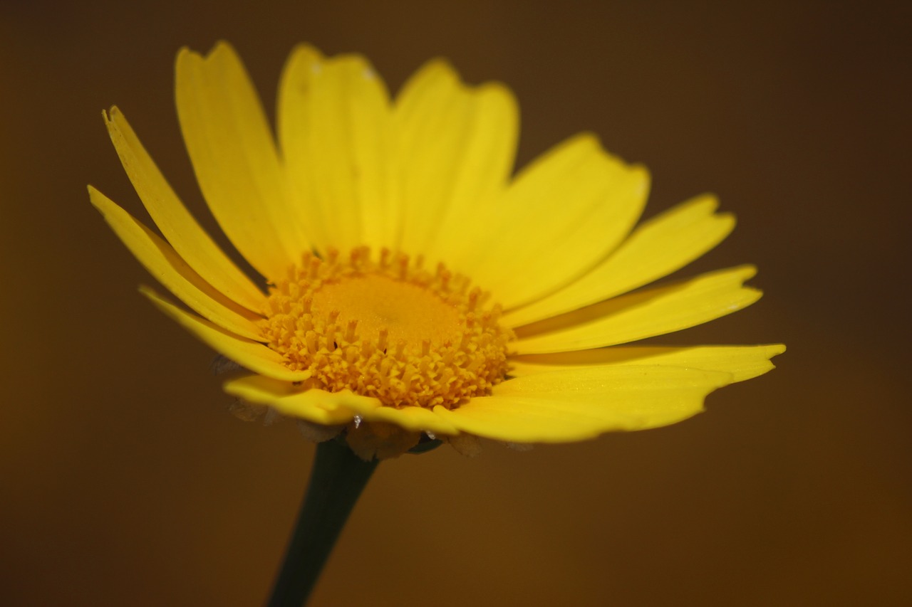 flower yellow spring free photo