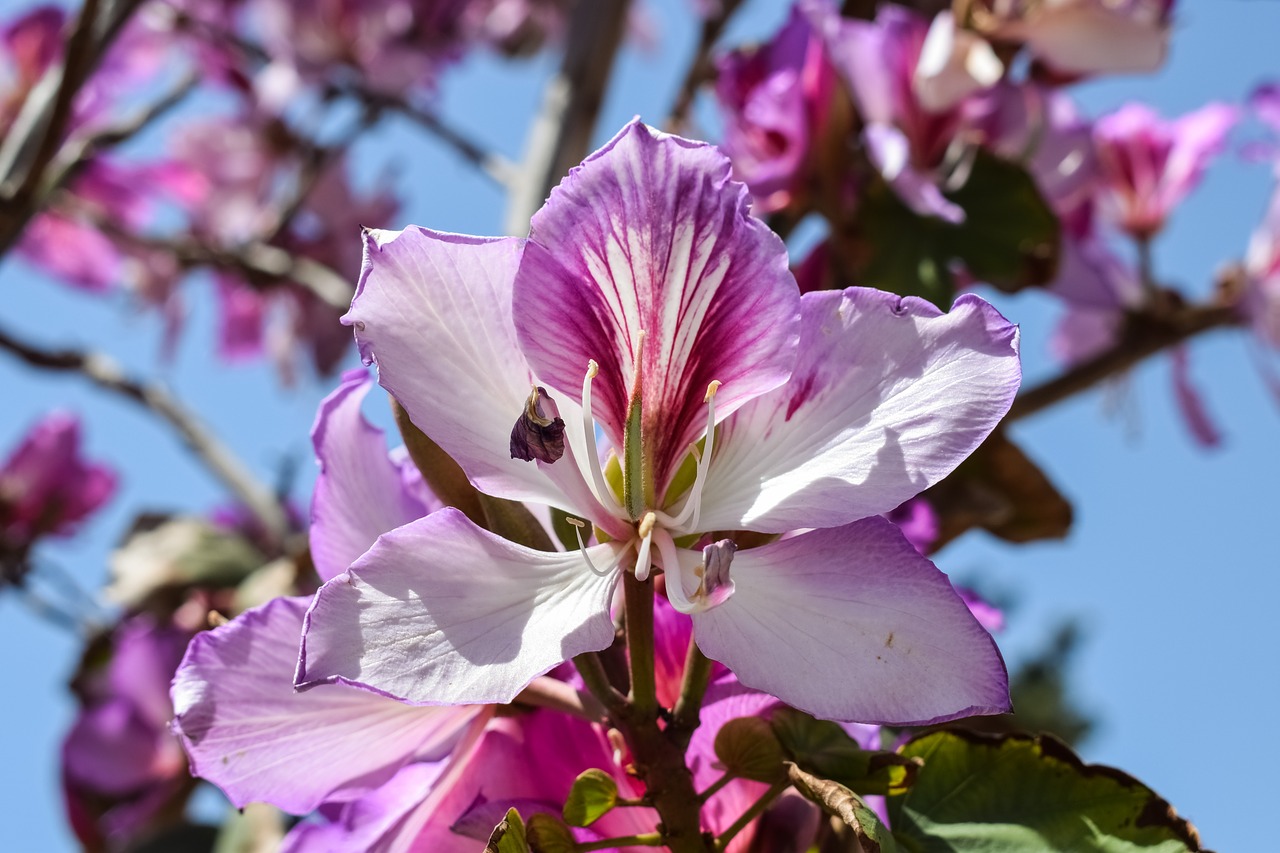 flower stamens tree free photo