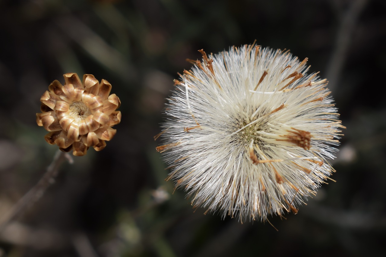 flower wildflower nature free photo