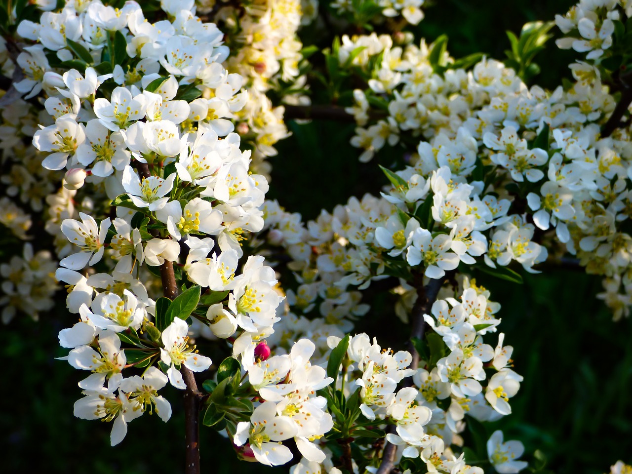 flower wood spring free photo