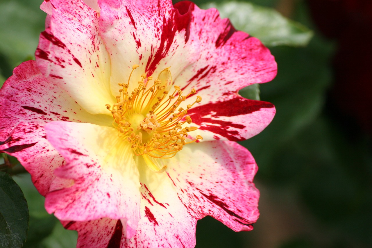 flower pink flora free photo