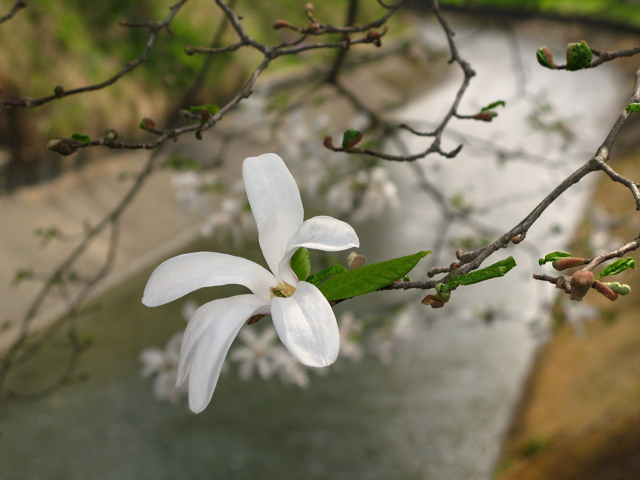 flower magnolia tree free photo