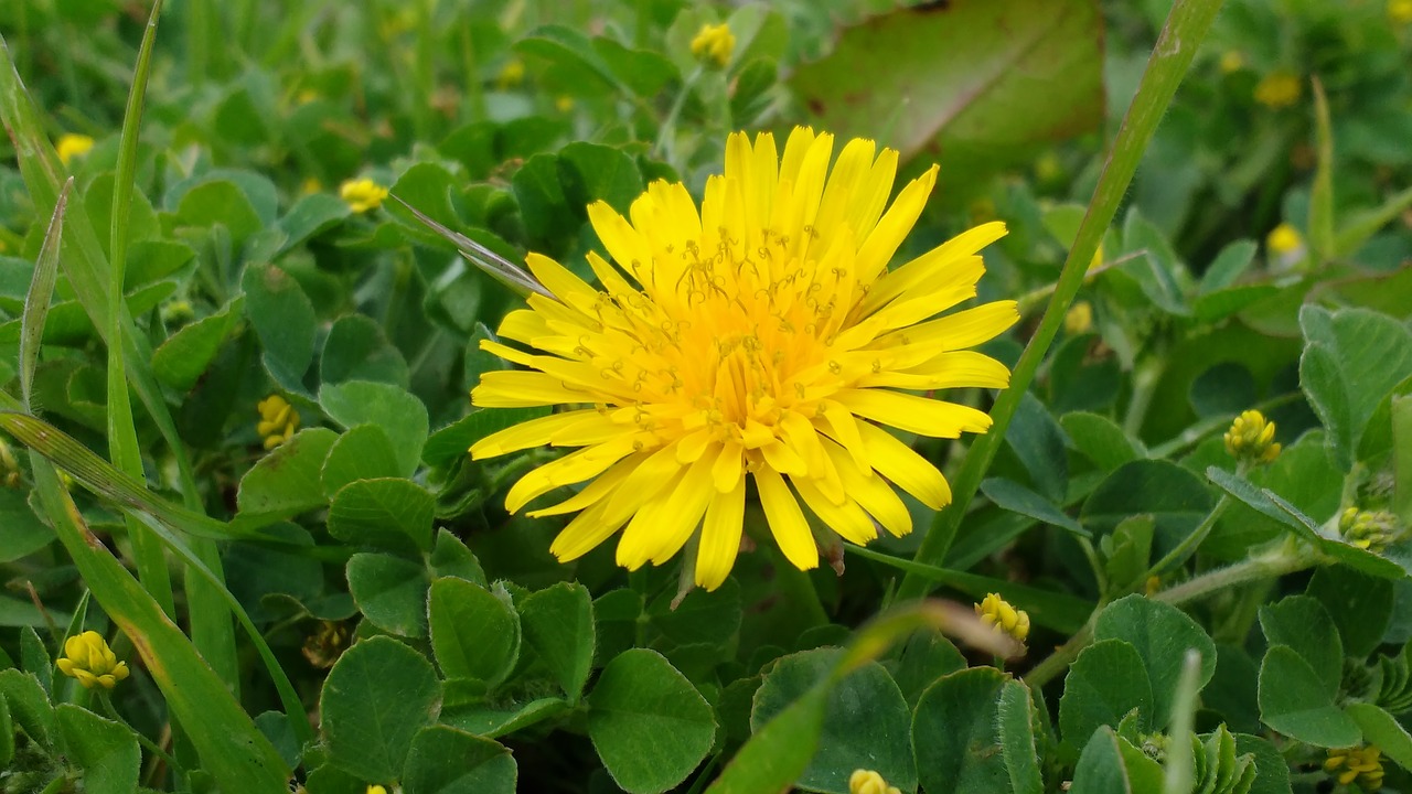 flower yellow grass free photo