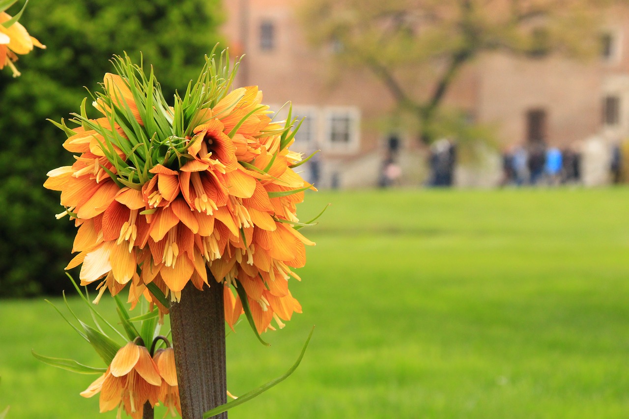 flower spring garden free photo